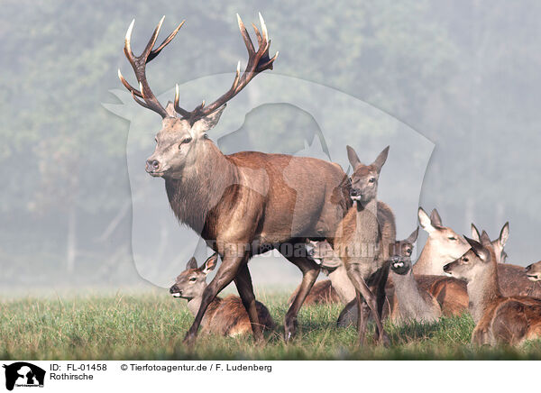 Rothirsche / red deers / FL-01458