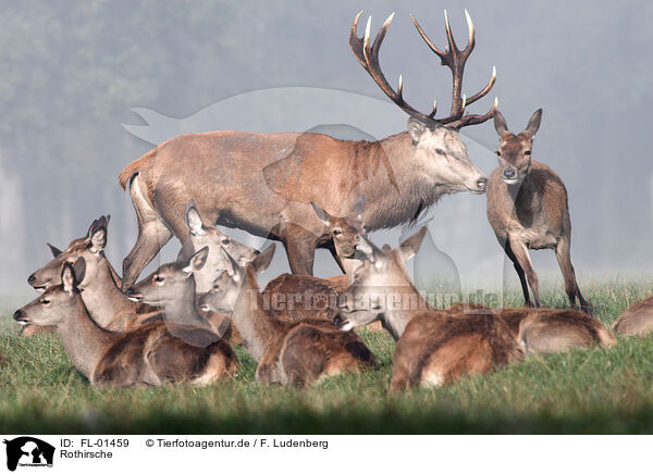 Rothirsche / red deers / FL-01459