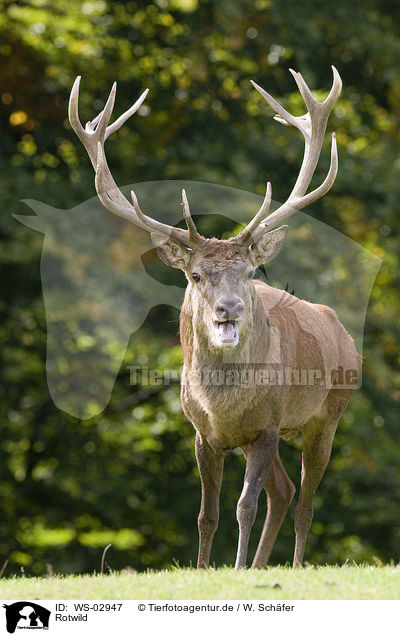 Rotwild / red deer / WS-02947
