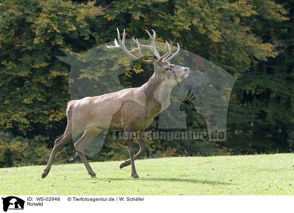 Rotwild / red deer / WS-02948
