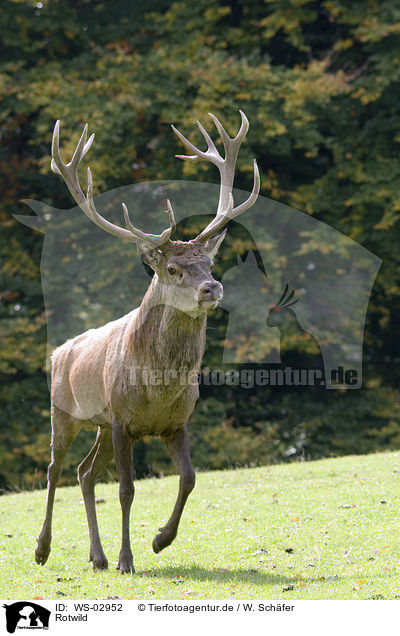 Rotwild / red deer / WS-02952