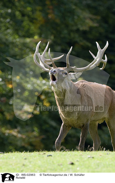 Rotwild / red deer / WS-02963