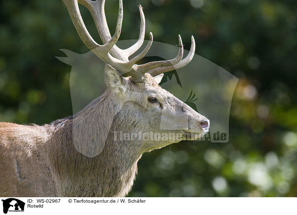 Rotwild / red deer / WS-02967