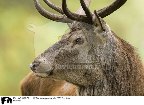 Rotwild / red deer / WS-02970