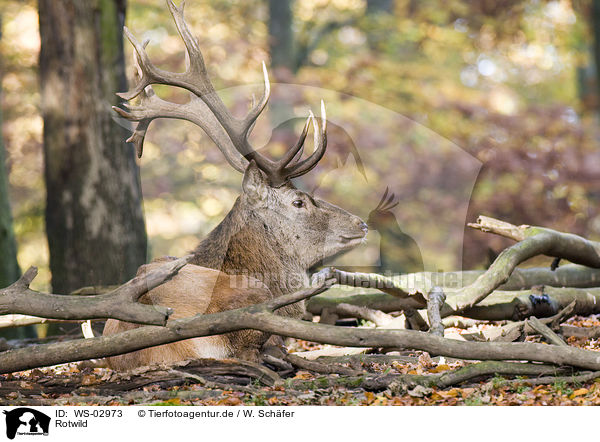 Rotwild / red deer / WS-02973