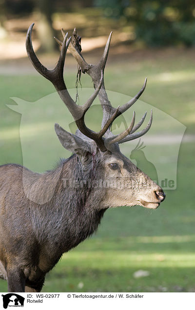 Rotwild / red deer / WS-02977