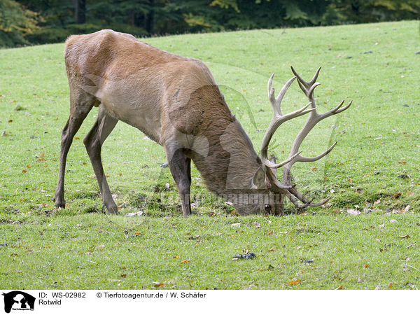 Rotwild / red deer / WS-02982