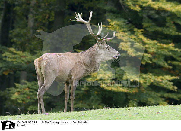 Rotwild / red deer / WS-02983