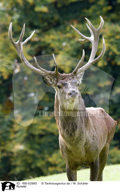 Rotwild / red deer / WS-02985