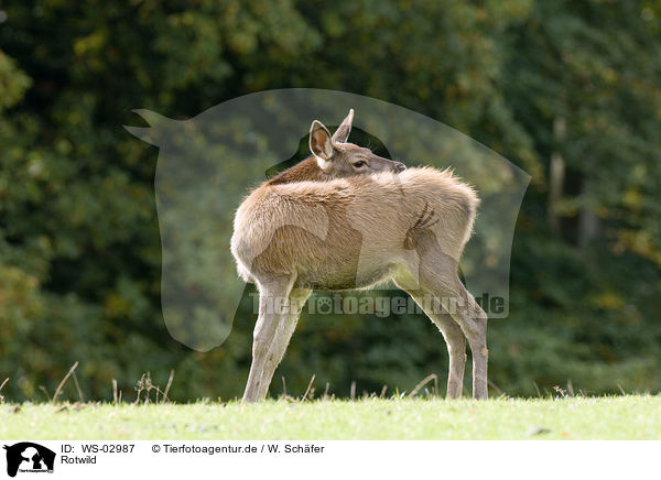 Rotwild / red deer / WS-02987