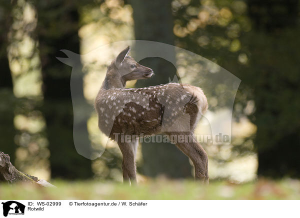 Rotwild / red deer / WS-02999