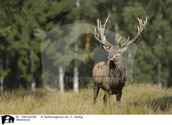 Hirschbock / stag / THA-02249