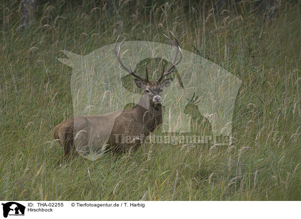 Hirschbock / stag / THA-02255