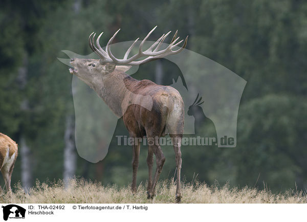 Hirschbock / stag / THA-02492