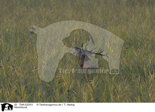 Hirschbock / THA-02503