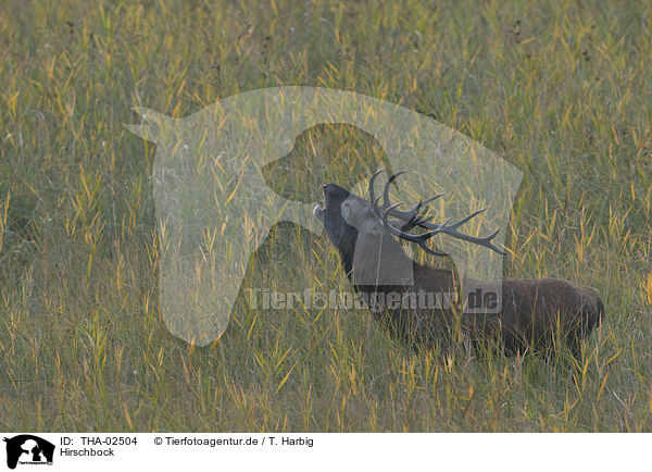Hirschbock / stag / THA-02504