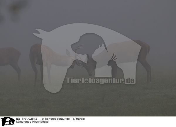 kmpfende Hirschbcke / stags / THA-02512