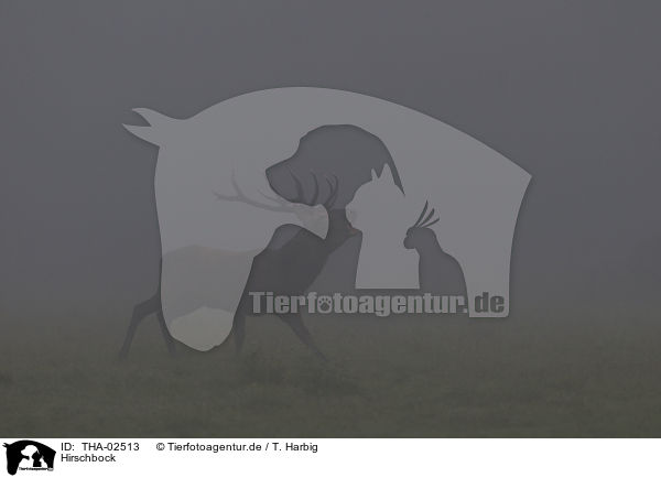 Hirschbock / THA-02513