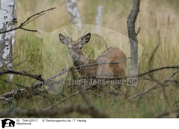 Hirschbock / stag / THA-02517