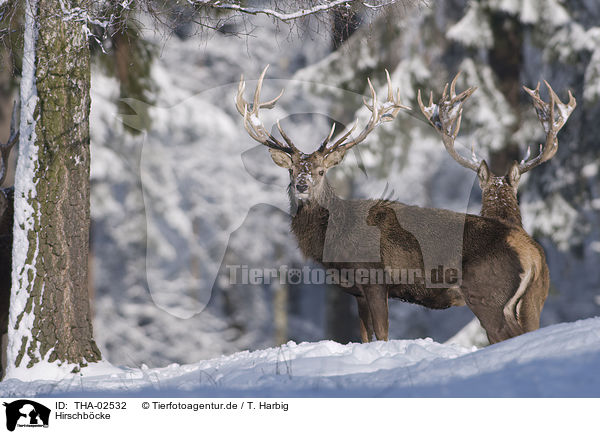 Hirschbcke / stags / THA-02532