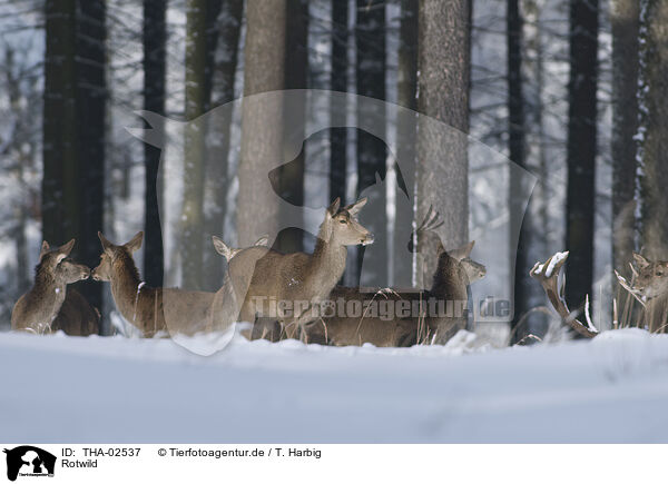 Rotwild / red deer / THA-02537