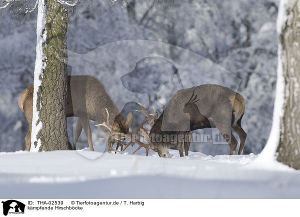 k�mpfende Hirschb�cke / fighting stags / THA-02539