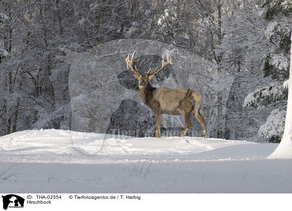 Hirschbock / stag / THA-02554