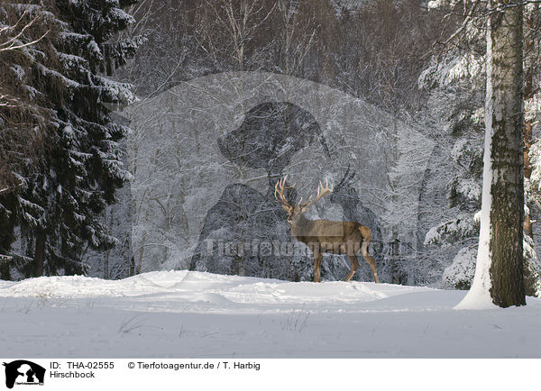 Hirschbock / stag / THA-02555