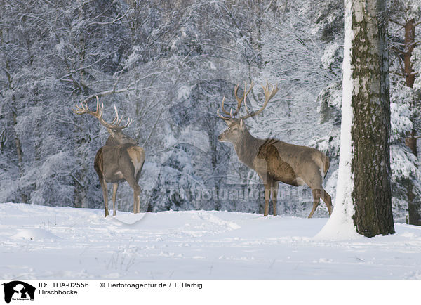 Hirschbcke / stags / THA-02556