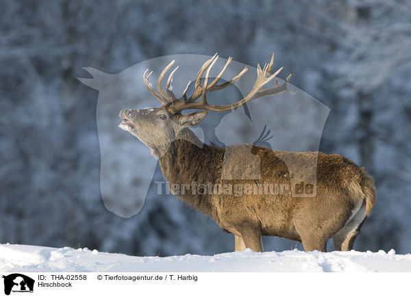Hirschbock / stag / THA-02558