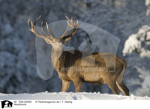 Hirschbock / stag / THA-02562