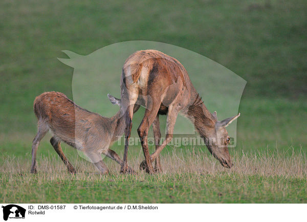 Rotwild / red deer / DMS-01587
