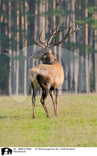 Hirschbock / red deer / DMS-01588