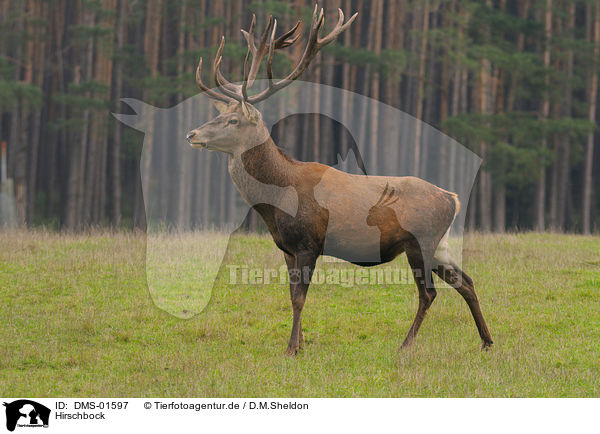 Hirschbock / red deer / DMS-01597