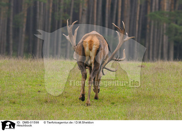 Hirschbock / red deer / DMS-01598