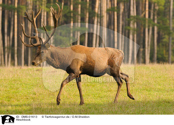 Hirschbock / red deer / DMS-01613