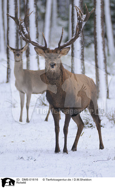 Rotwild / red deer / DMS-01616