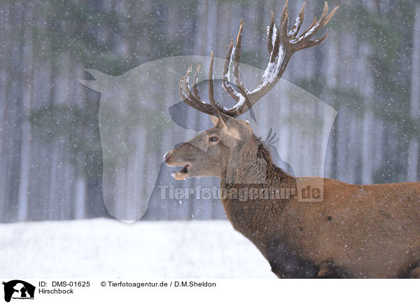 Hirschbock / red deer / DMS-01625