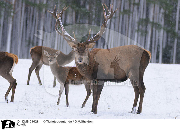 Rotwild / red deer / DMS-01628