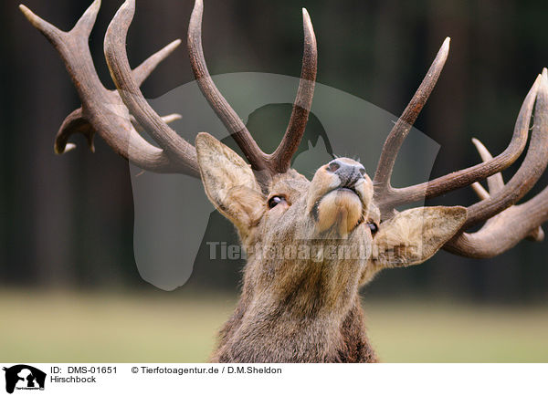 Hirschbock / red deer / DMS-01651