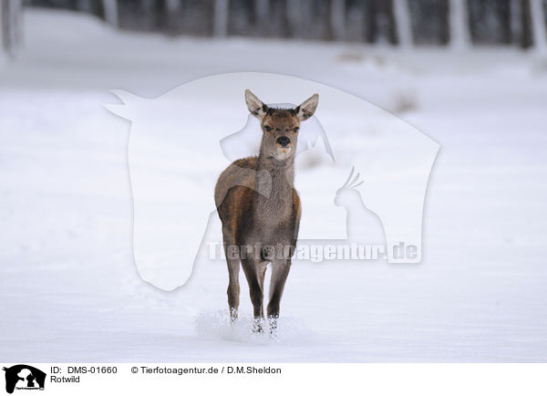 Rotwild / red deer / DMS-01660
