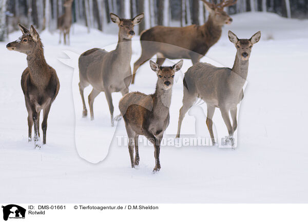 Rotwild / red deer / DMS-01661