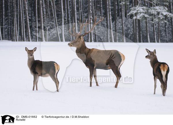 Rotwild / red deer / DMS-01662