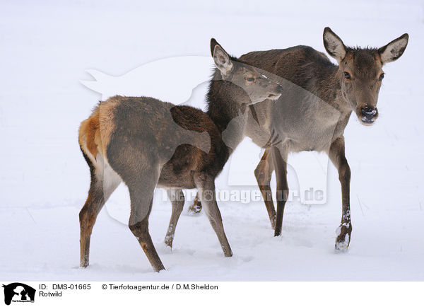 Rotwild / red deer / DMS-01665