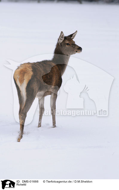 Rotwild / red deer / DMS-01666