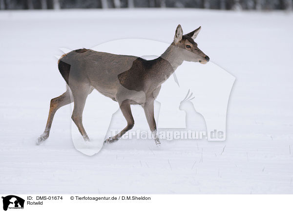 Rotwild / red deer / DMS-01674