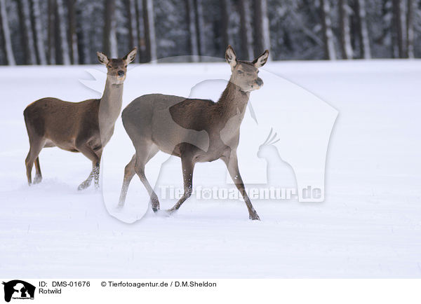 Rotwild / red deer / DMS-01676