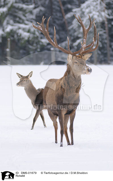 Rotwild / red deer / DMS-01679