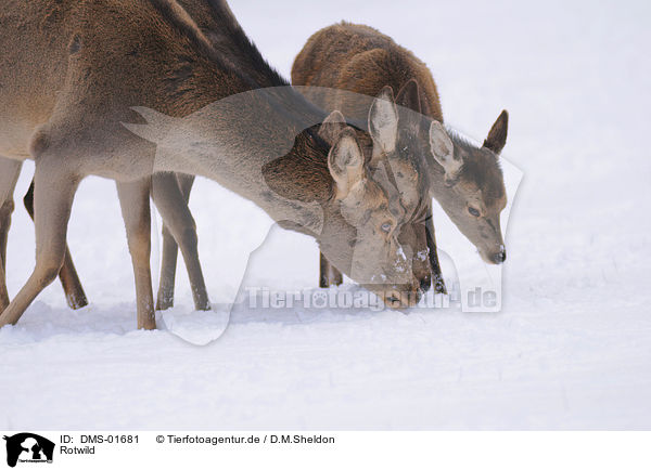 Rotwild / red deer / DMS-01681