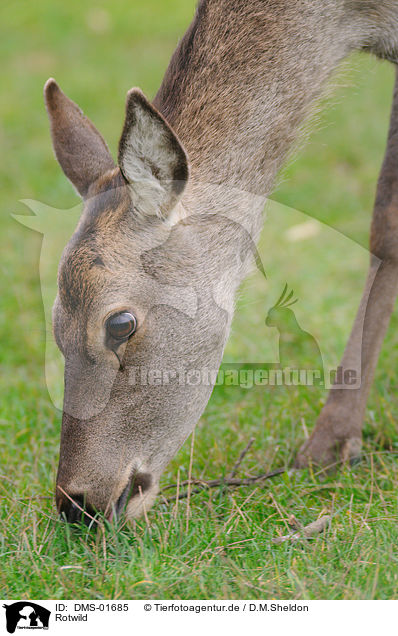 Rotwild / red deer / DMS-01685